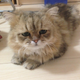Illustration for article titled Grumpy Cat, Meet Disappointed Cat